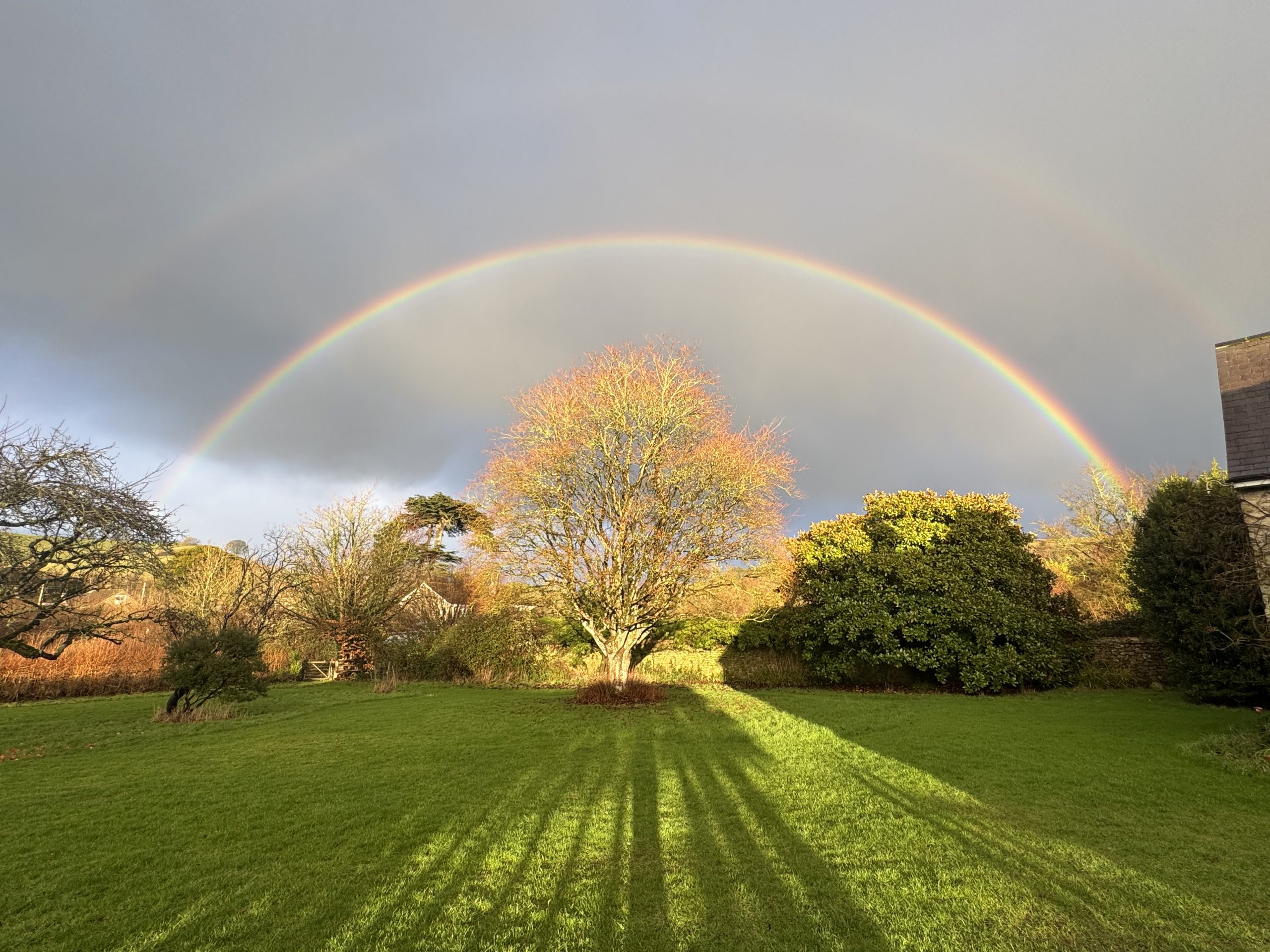 Rainbow over a tree